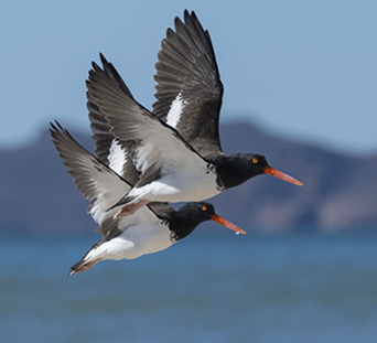 American Oystercatchers